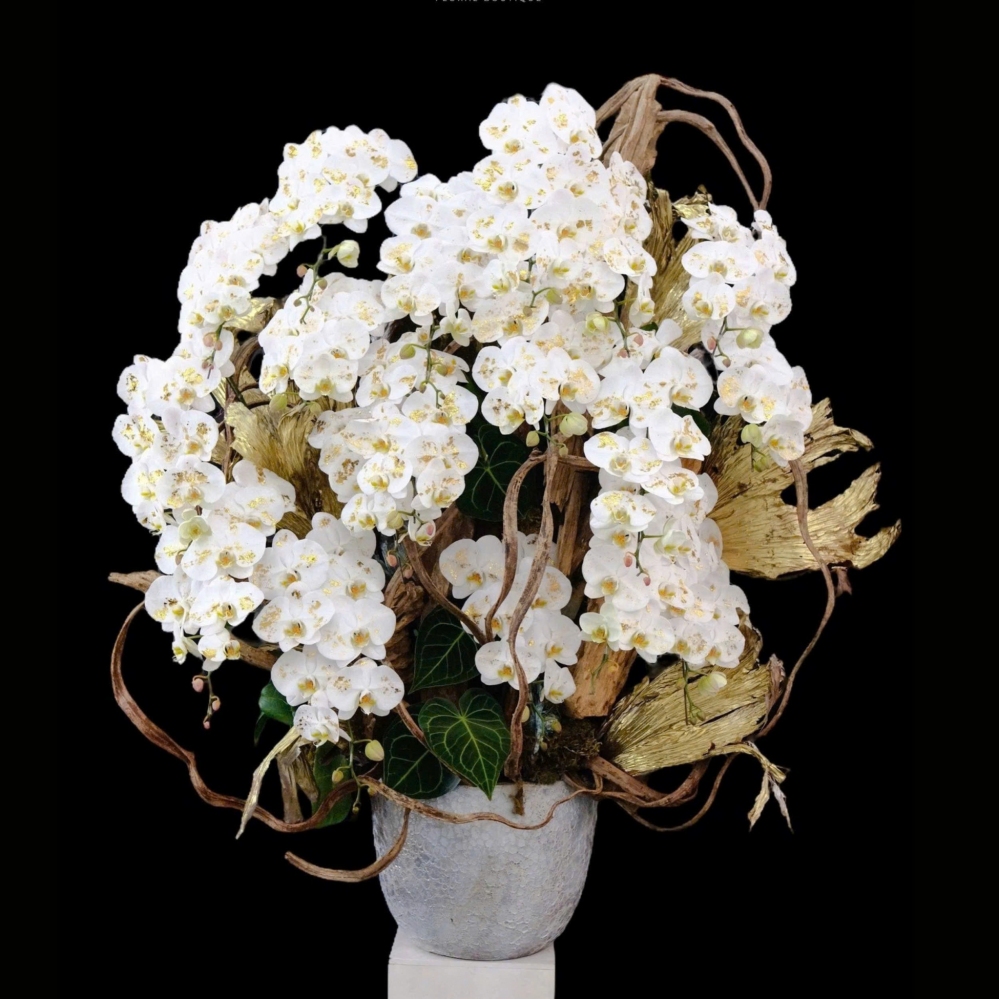 Lan Hồ Điệp Nguyệt Quý Phát Tài - LHD016