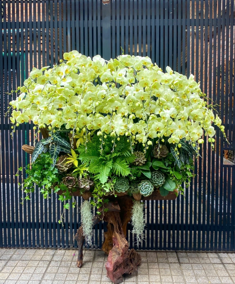 Lan Hồ Điệp Phú Quý - LHD038