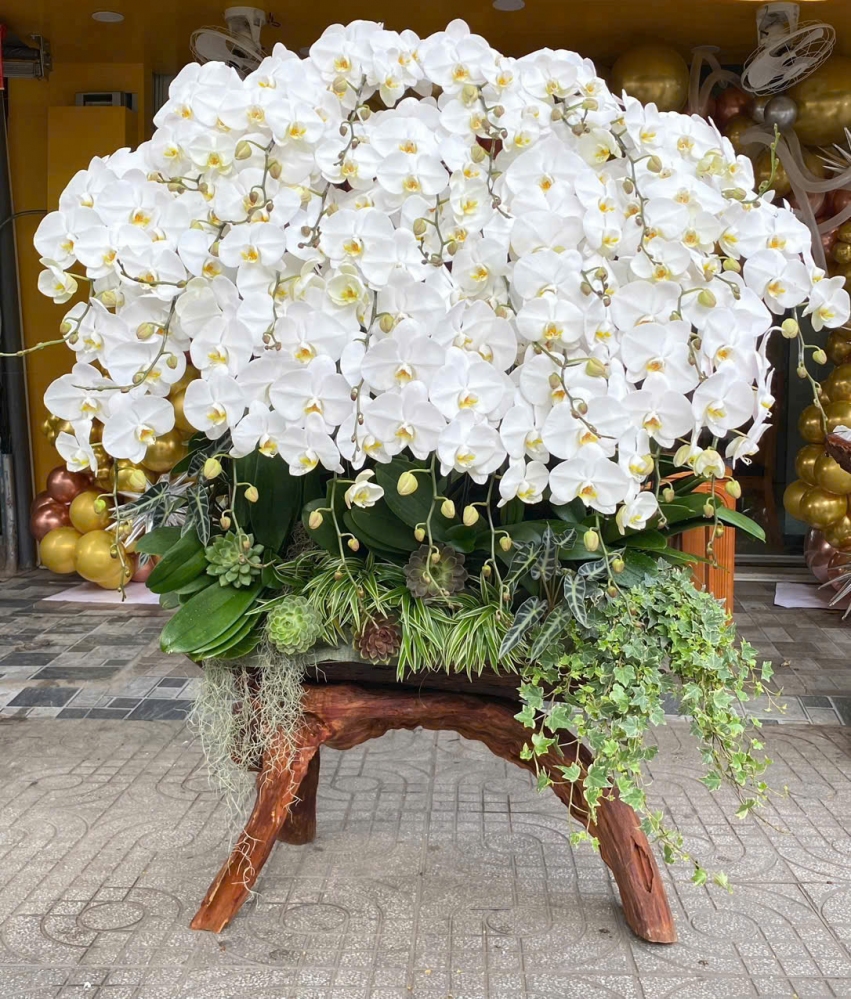 Lan Hồ Điệp Lộc Phát - LHD042