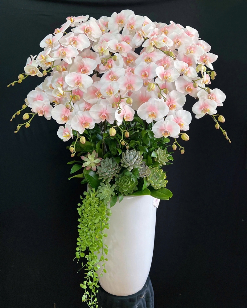 Lan Hồ Điệp Hồng Ngọc Vân Khôi - LHD021