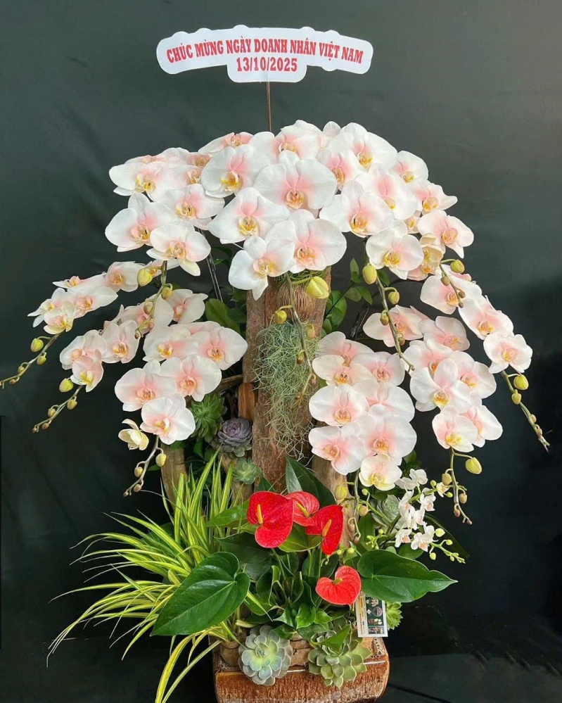 Lan Hồ Điệp Xuân Thành Đạt - LHD006