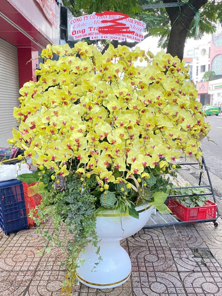 Lan Hồ Điệp Vũ Khúc Xuân - LHD035