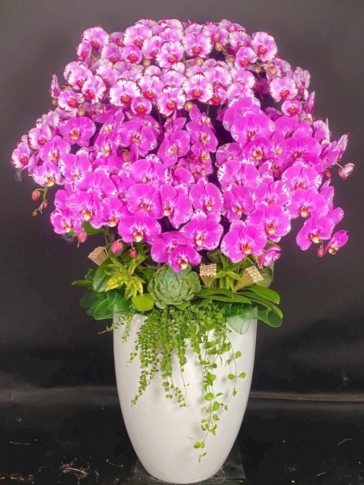 Lan Hồ Điệp Phú Quý Viên Mãn - LHD049