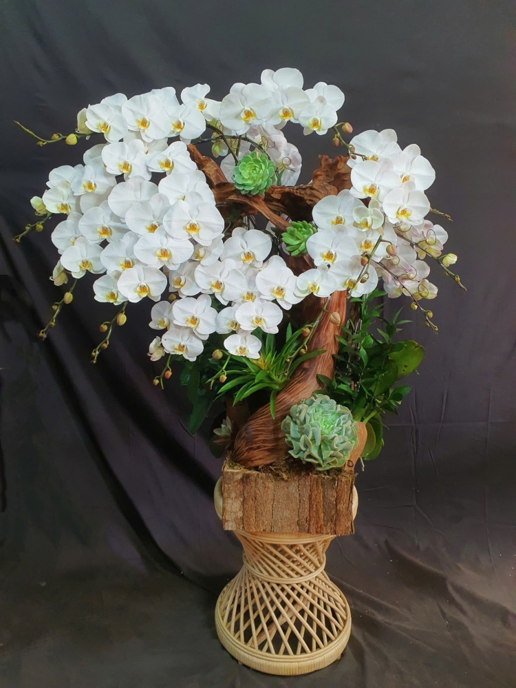 Lan Hồ Điệp Bạch Ngọc - LHD262