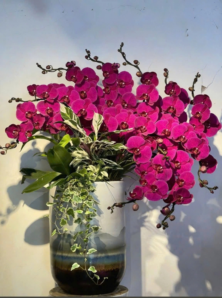 Lan Hồ Điệp Tam Hồng Phúc - LHD123