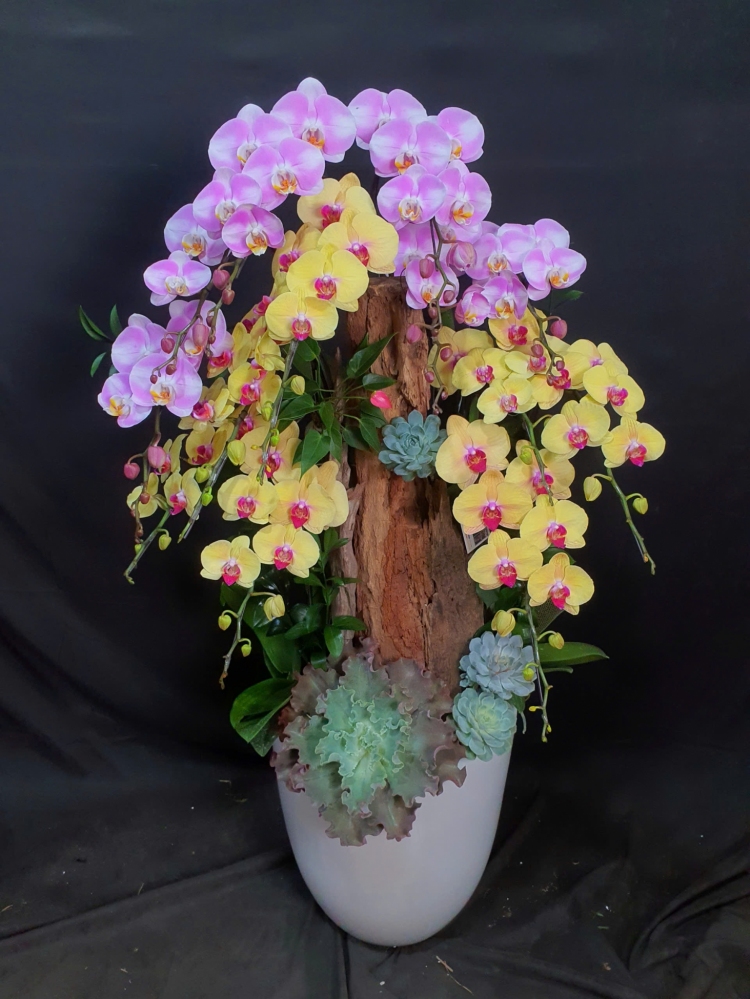 Lan Hồ Điệp Bạch Hồng Hoàng Kim - LHD178