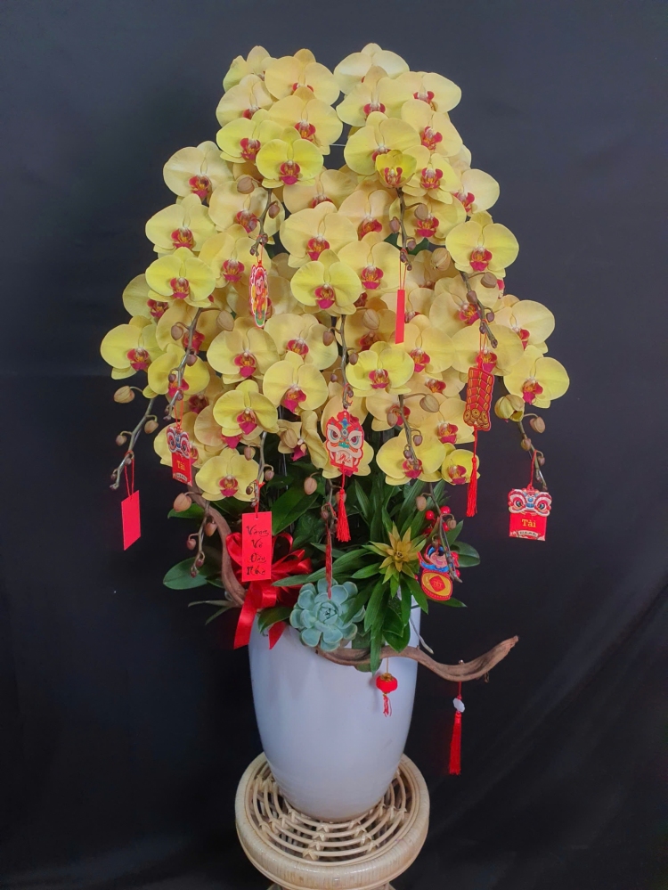 Lan Hồ Điệp Kim Thịnh - LHD230