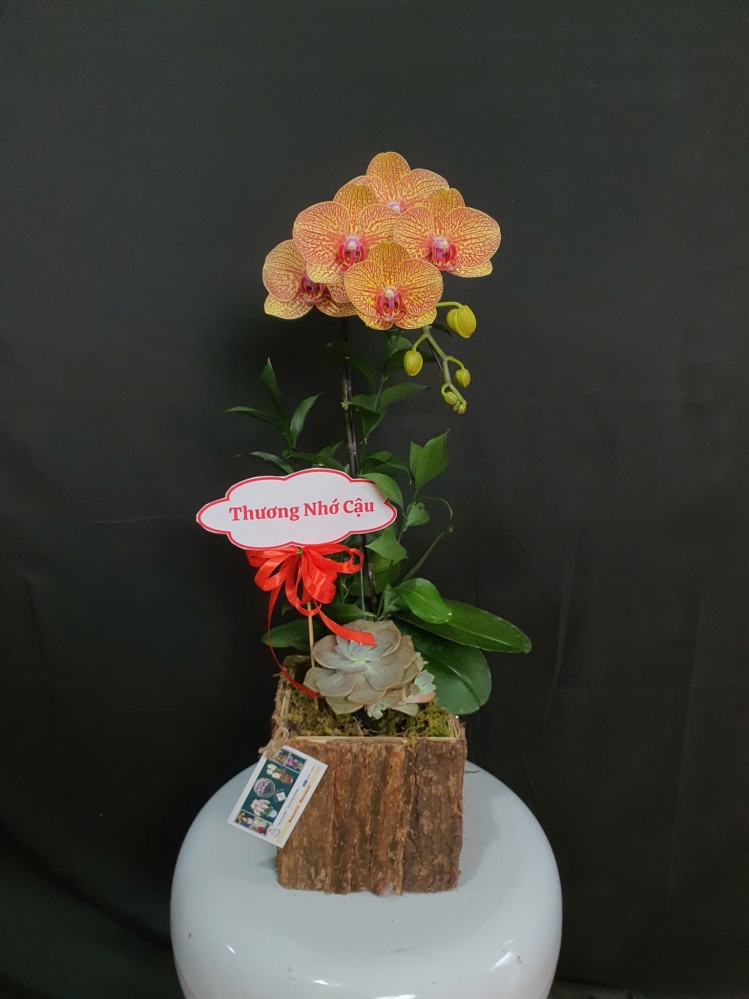 Lan Hồ Điệp Lửa Đam Mê - LHD075