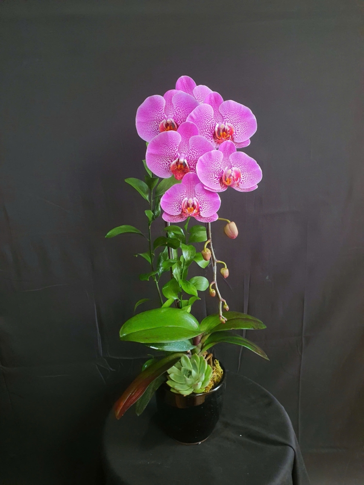 Lan Hồ Điệp Tử Long Anh - LHD108