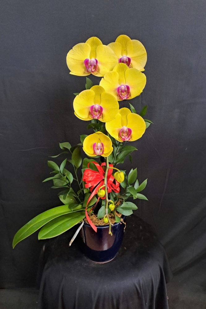 Lan Hồ Điệp Kim Phúc - LHD220