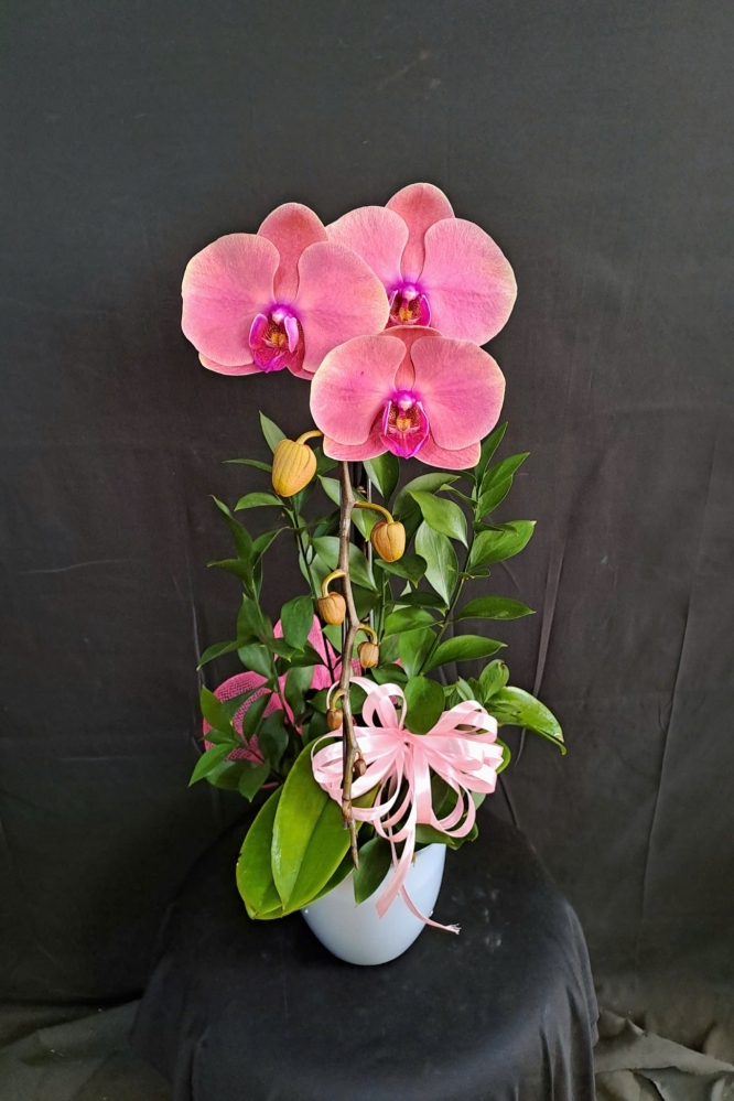 Lan Hồ Điệp Hồng Lộc - LHD256