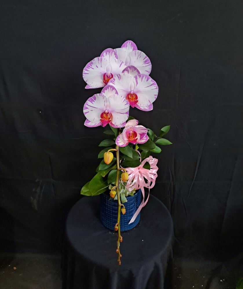 Lan Hồ Điệp Hồng Thịnh - LHD258