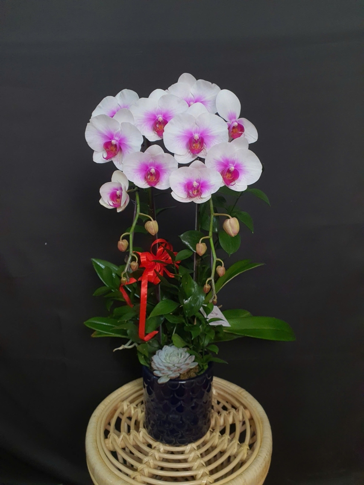 Lan Hồ Điệp Ngọc Hồng Song Sắc - LHD059