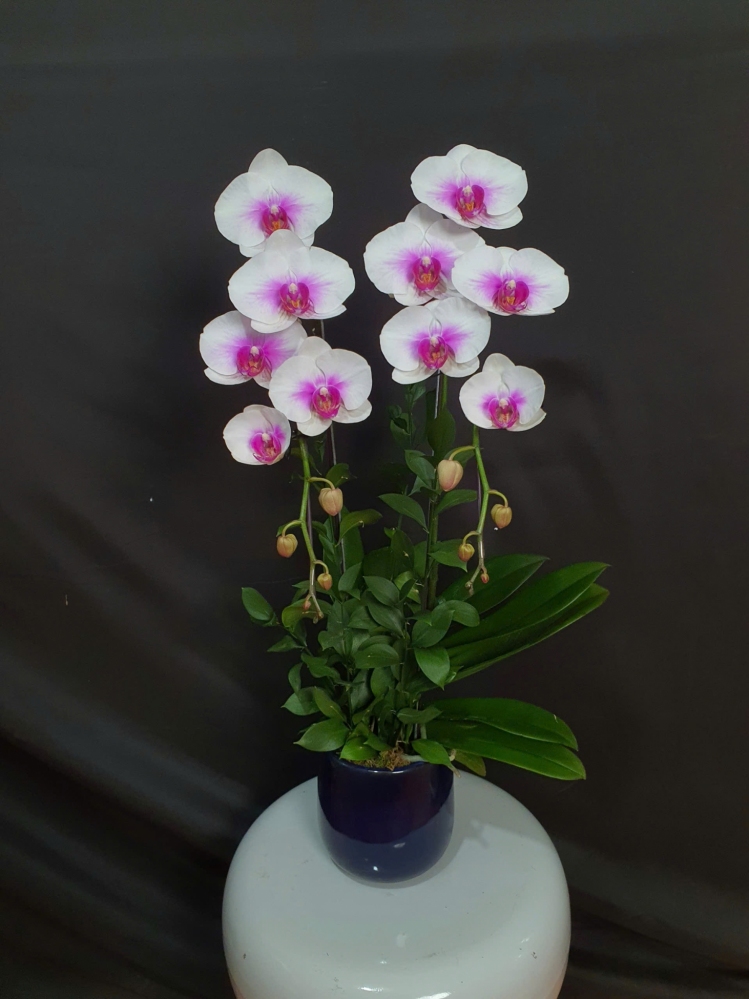 Lan Hồ Điệp Hồng Vân - LHD065