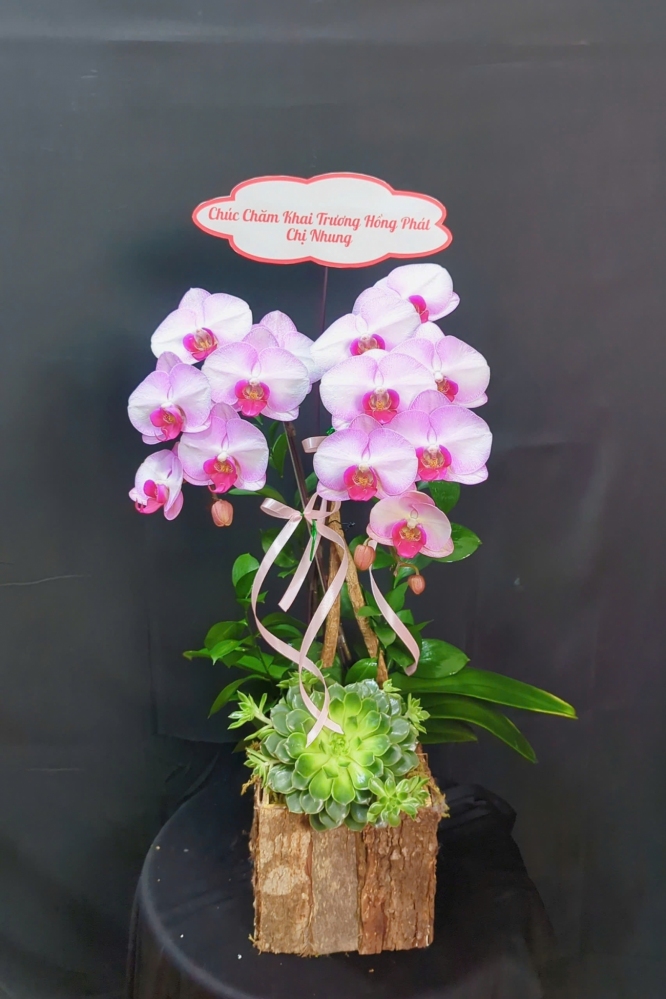 Lan Hồ Điệp Hồng Tuyết Sương - LHD098