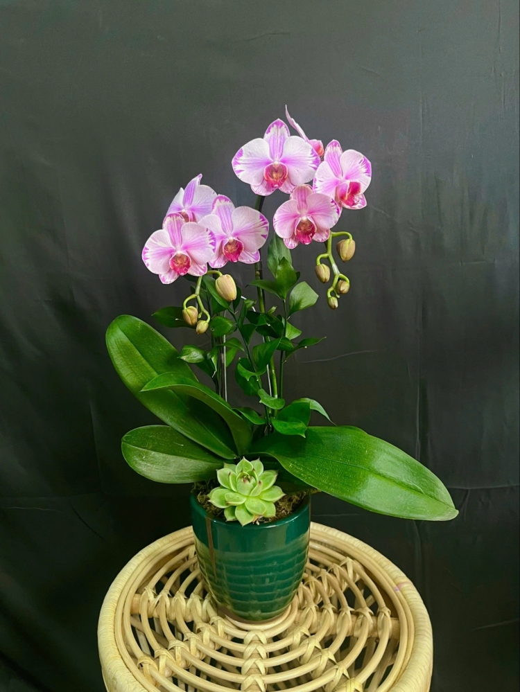 Lan Hồ Điệp Hồng Tuyết Ngọc - LHD164