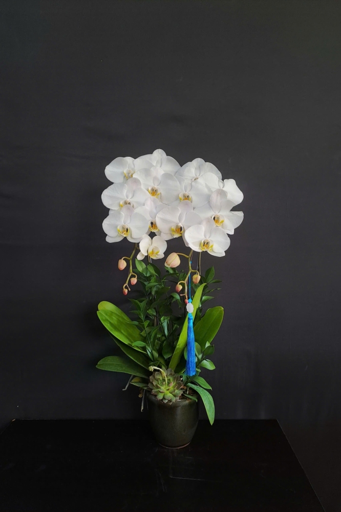 Lan Hồ Điệp Hoàng Quý - LHD234