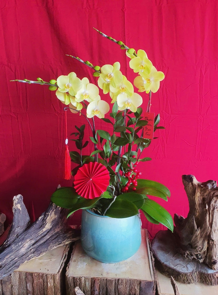 Lan Hồ Điệp Hoàng Kim - LHD273