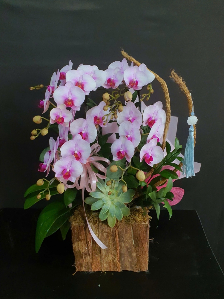 Lan Hồ Điệp Bạch Hồng Ngọc - LHD201