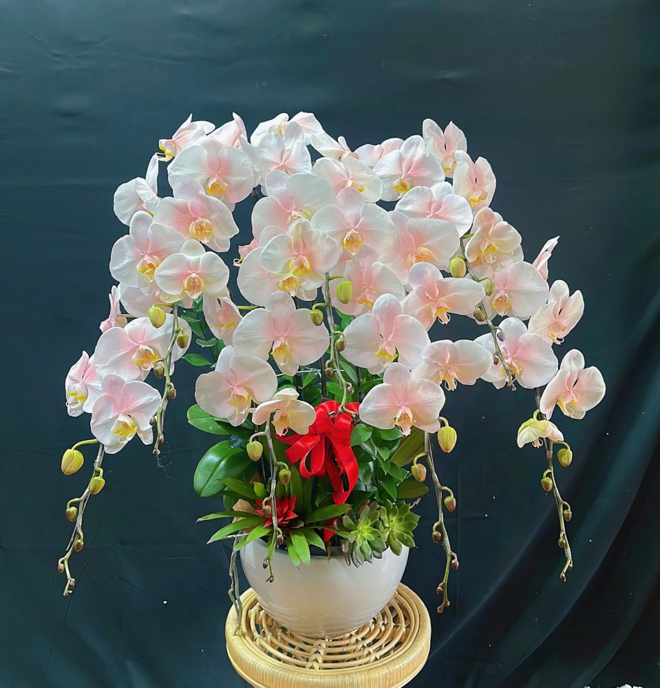 Lan Hồ Điệp Bạch Ngọc Tinh Khôi - LHD278