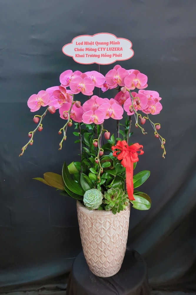 Lan Hồ Điệp Hồng Minh Châu - LHD099