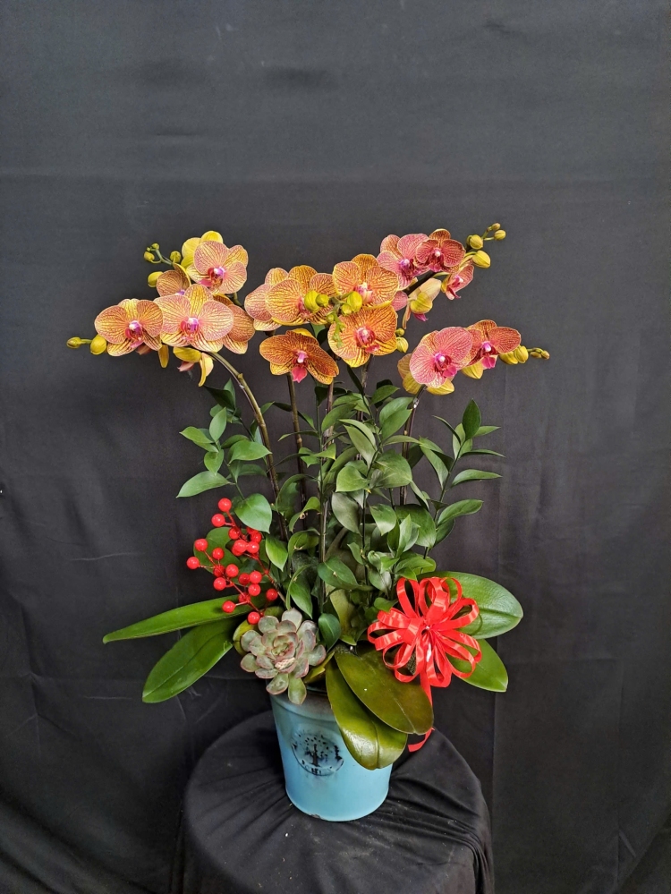 Lan Hồ Điệp Cam Phúc - LHD270