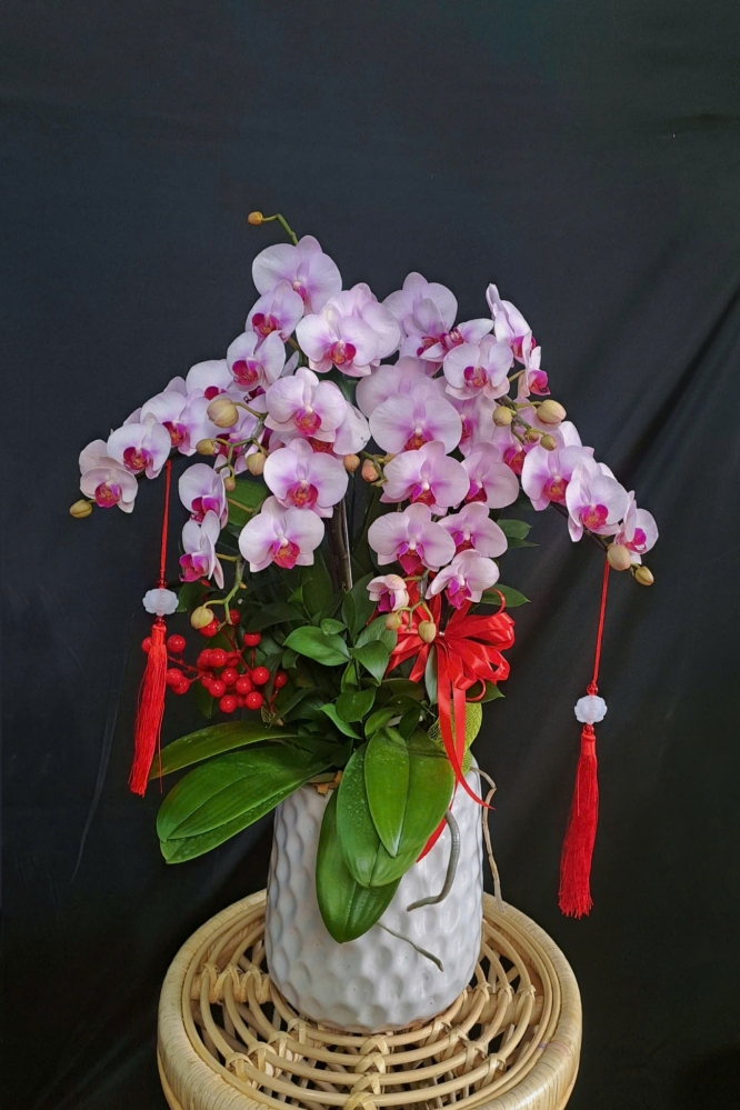 Lan Hồ Điệp Hồng Tú - LHD225