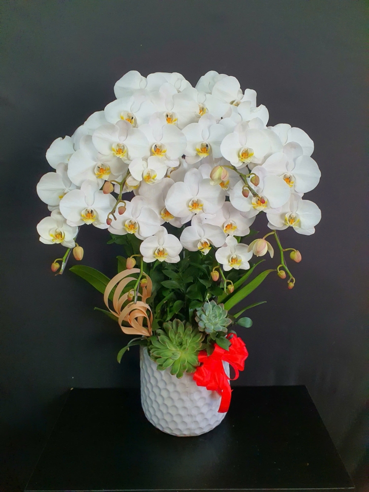 Lan Hồ Điệp Bạch Ngọc - LHD237