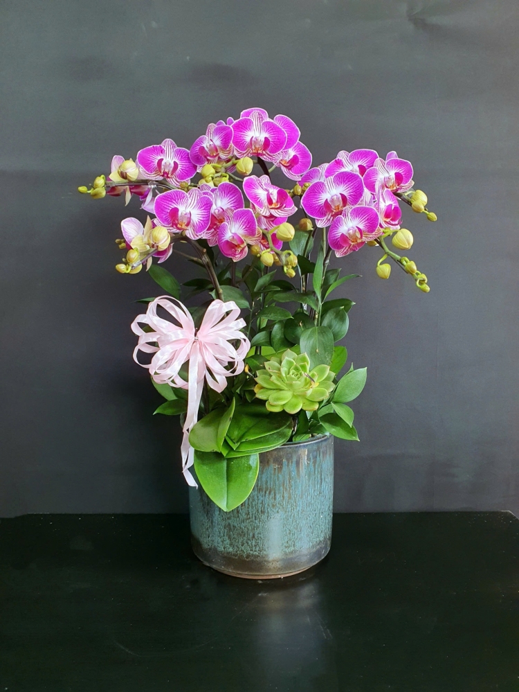 Lan Hồ Điệp Hồng Vân - LHD253