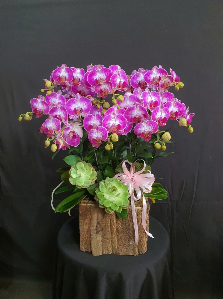 Lan Hồ Điệp Hồng Ánh - LHD259