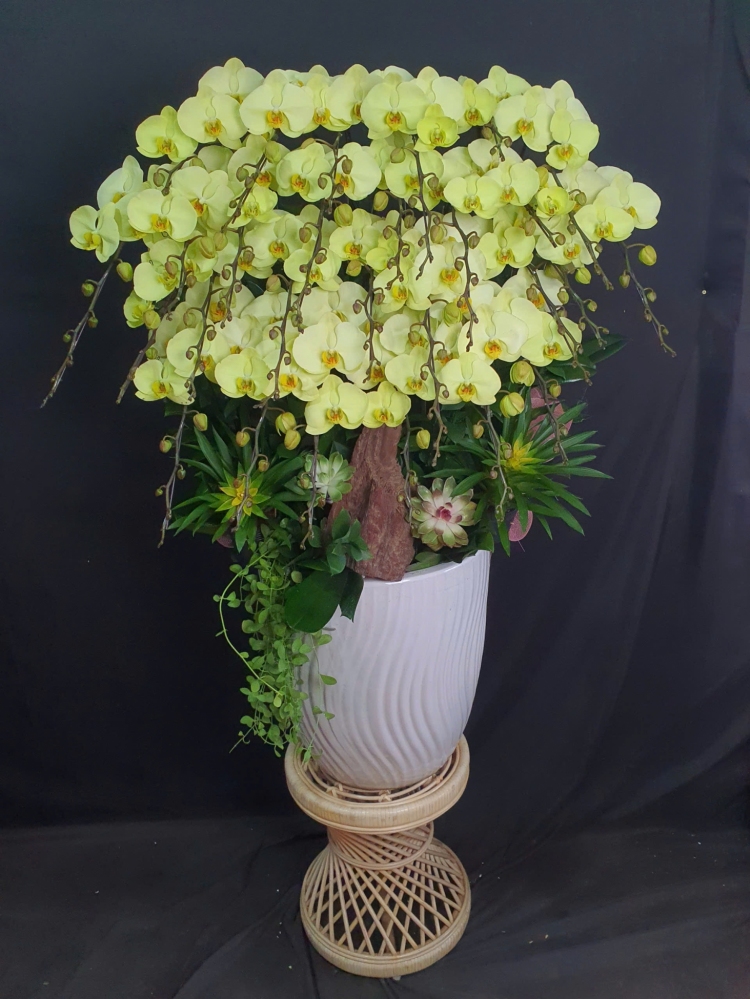 Lan Hồ Điệp Hoàng Kim - LHD206