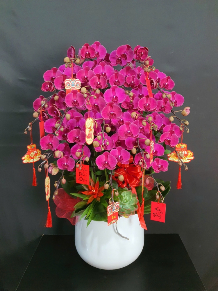 Lan Hồ Điệp Hồng Vân - LHD224