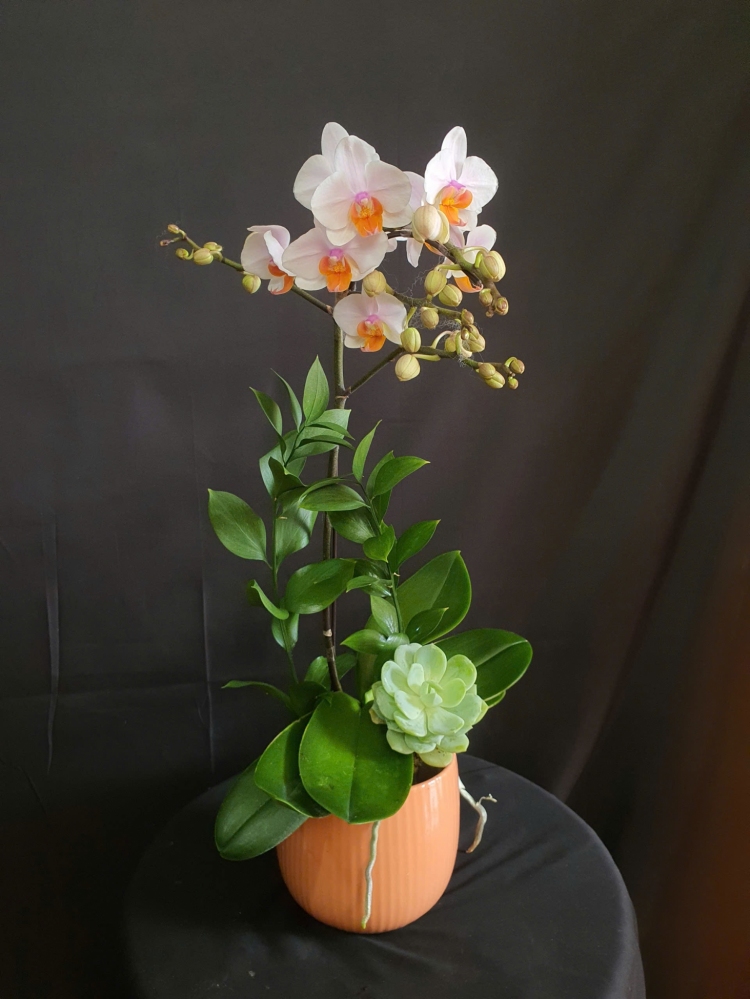 Lan Hồ Điệp Bạch Tuyết - LHD052