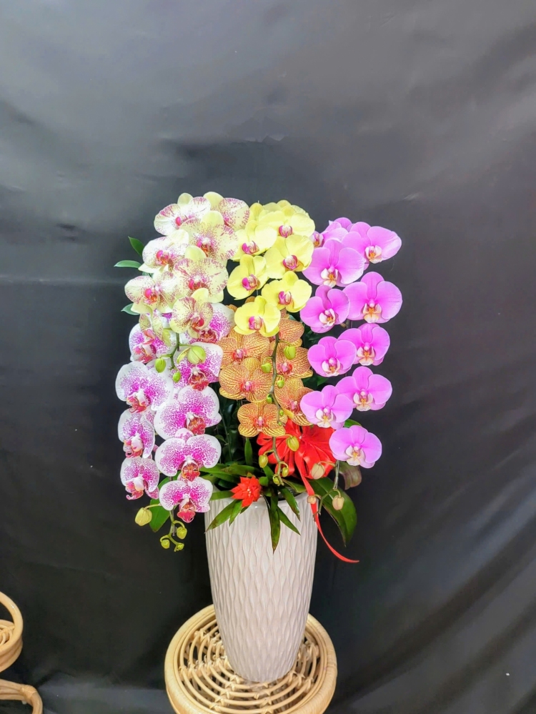 Lan Hồ Điệp Ngũ Sắc - LHD292