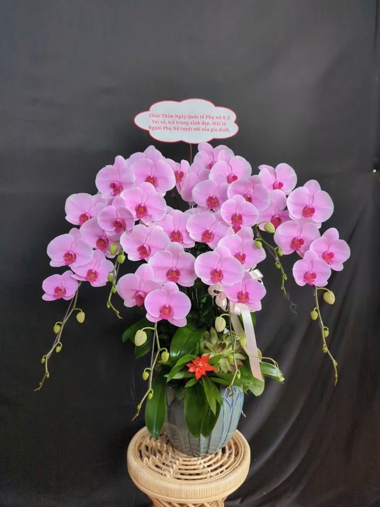 Lan Hồ Điệp Tím - LHD290