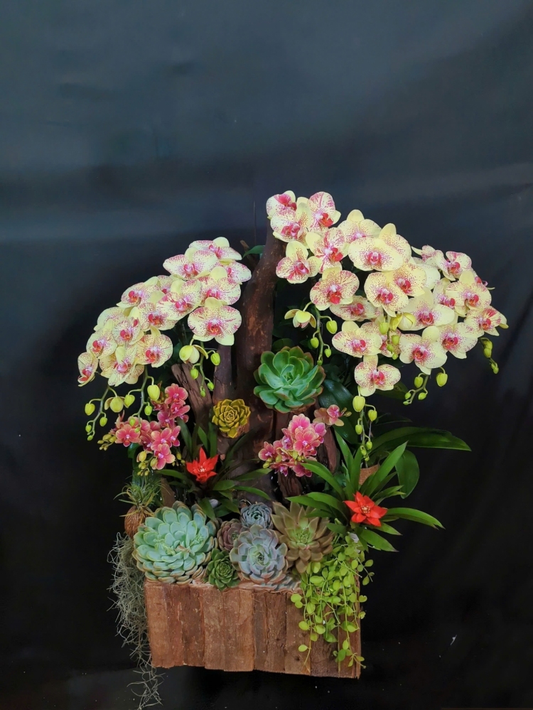 Lan Hồ Điệp Vàng Chấm Pháp Mix Đỏ Mini - LHD307