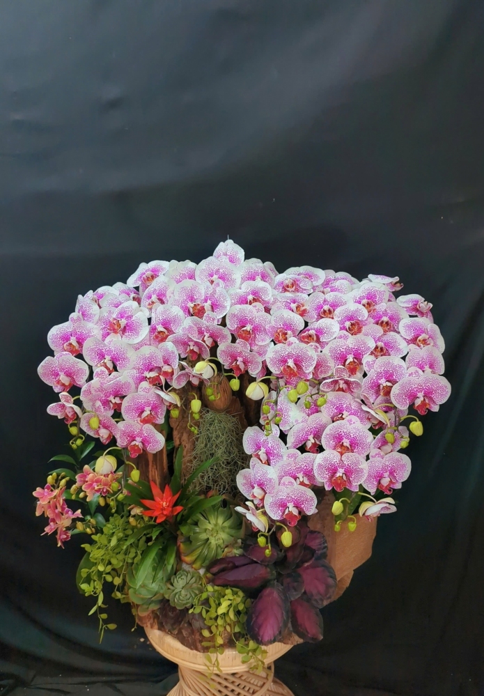 Lan Hồ Điệp Đột Biến Mix Lũa Cao Cấp - LHD309