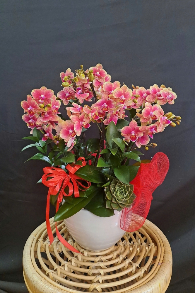 Lan Hồ Điệp Đỏ Mini - LHD315