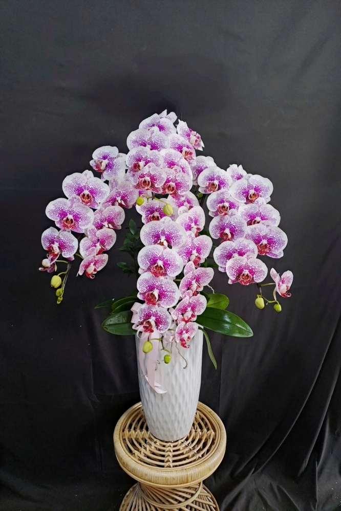 Lan Hồ Điệp Đột Biến Trắng Tím - LHD323