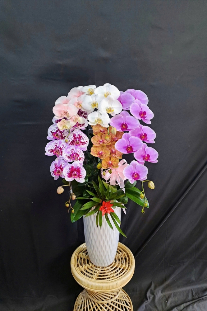 Lan Hồ Điệp Ngũ Sắc - LHD324