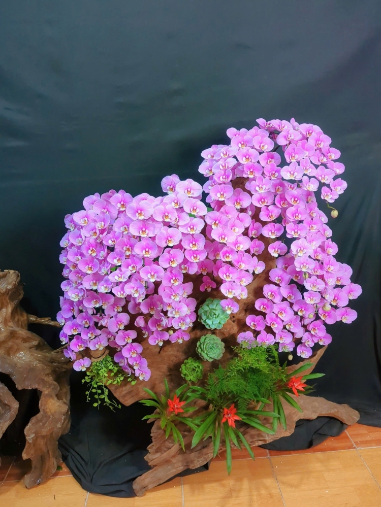 Lan Hồ Điệp Tím Hồng Mix Lũa Cao Cấp - LHD326