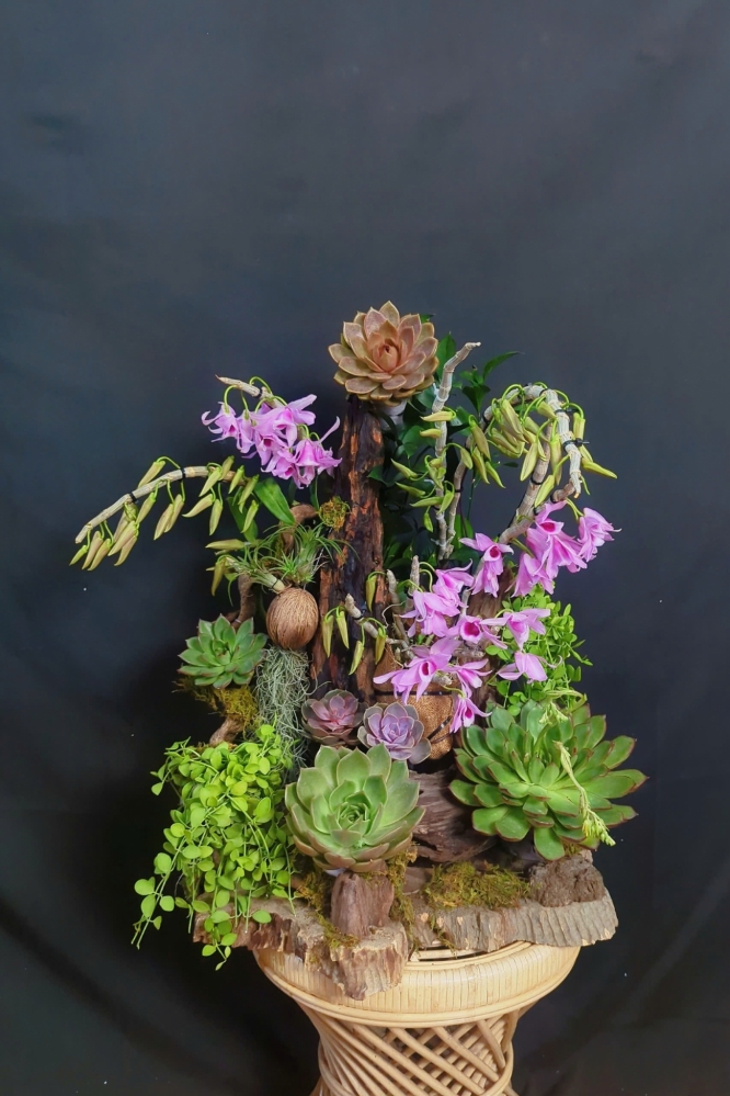 Lan Rừng Phi Điệp Trầm Mĩ Mix Lũa - LR354