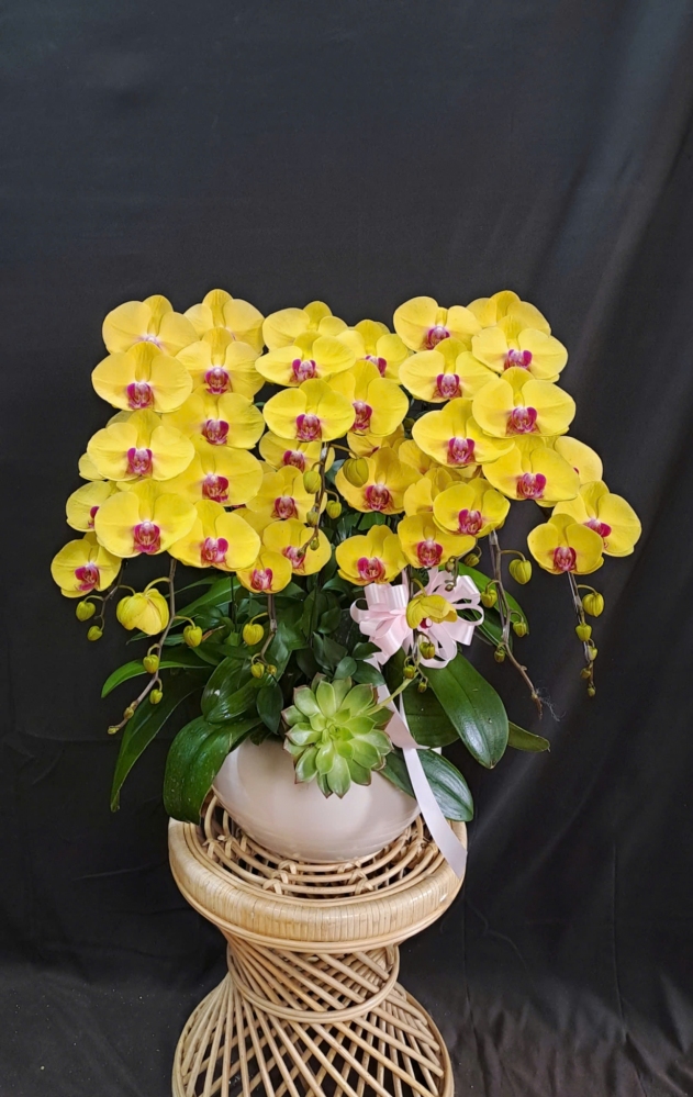 Lan Hồ Điệp Vàng - LHD356