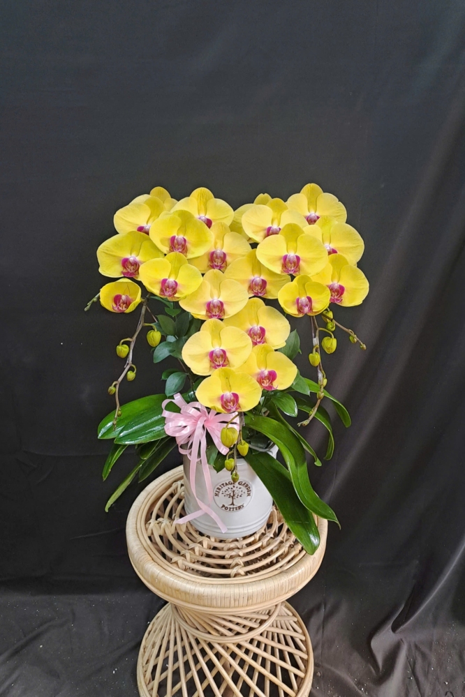 Lan Hồ Điệp Vàng - LHD358