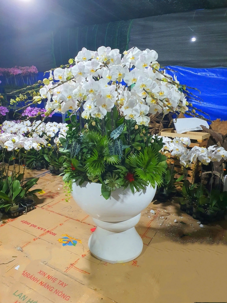 Lan Hồ Điệp Trắng Cắm Ly Cao Cấp - LHD363