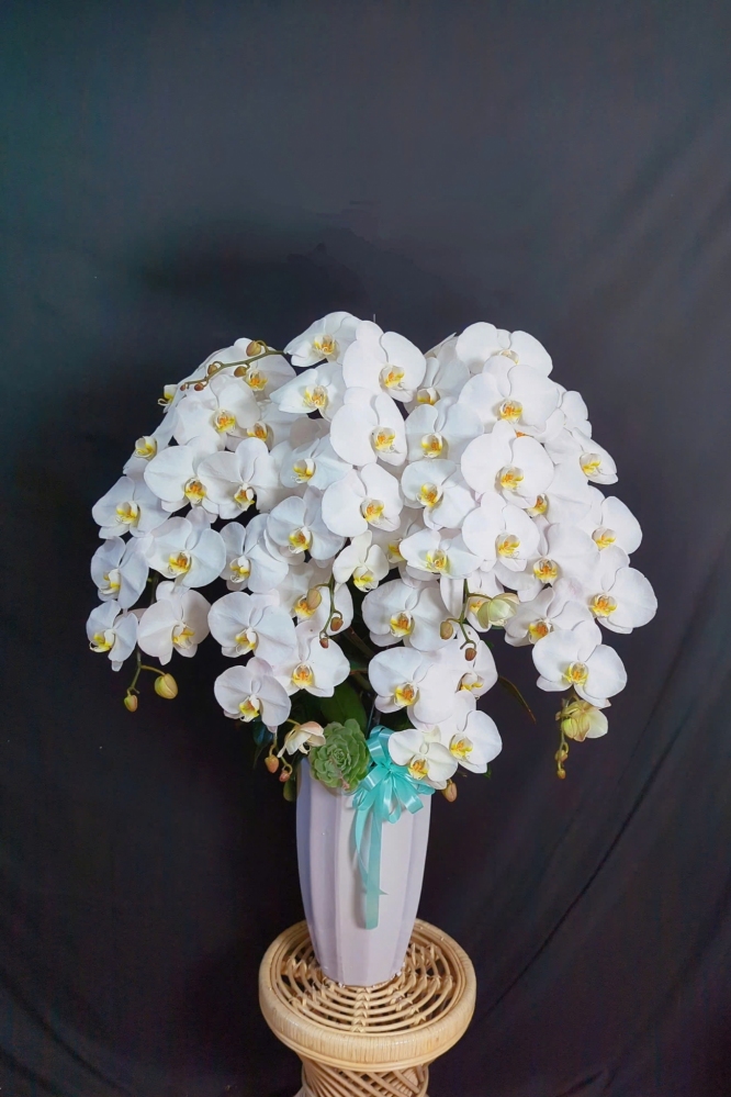 Lan Hồ Điệp Trắng Sang Trọng  - LHD366