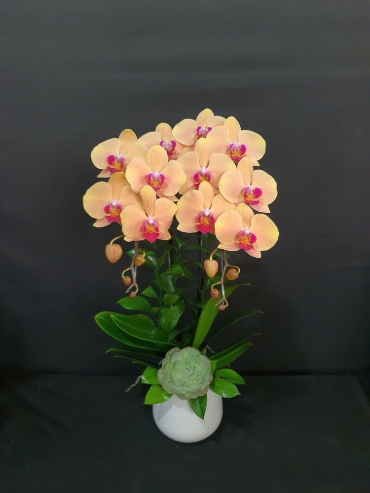 Lan Hồ Điệp Cam Cành Đôi - LHD381