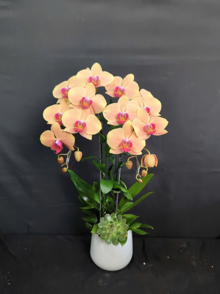 Lan Hồ Điệp Cam Cành Đôi - LHD382