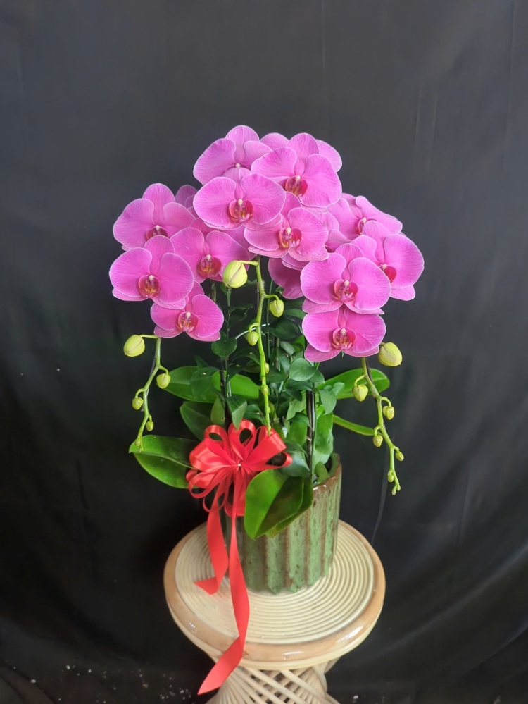 Lan Hồ Điệp Tím Hồng - LHD393