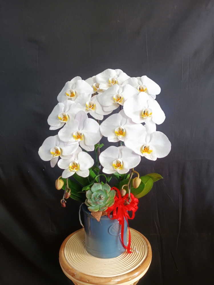 Lan Hồ Điệp Trắng Tinh Khôi - LHD395